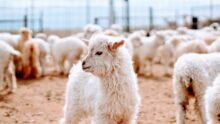 John Lewis to fund sustainable cashmere programme in Inner Mongolia in effort to safeguard the future of the cashmere sector